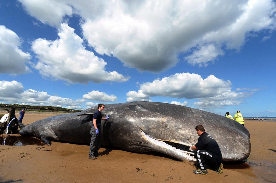 save whale. save the 44ft sperm whale,