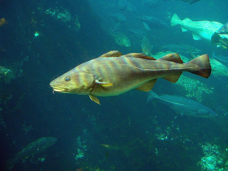 cod fish vertebra