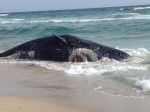 sperm-whale-Boca-Raton