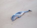 This baby dolphin was found washed up on the Eastern shore of Mobile Bay on Thursday. It was 33 inches long, suggesting it was born recently. Young dolphin are particularly vulnerable to cold and other environmental factors. (courtesy of Biff Hamel)