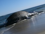 A whale washed up off Dune Road near Triton Lane in East Quogue on Wednesday, April 17. DANA SHAW
