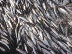 The commercial sardine fishery, with a wholesale value of about $32 million, has mysteriously collapsed on the west coast of B.C. The seine fleet has been unable to find a single fish. Fisheries and Oceans Canada photo.