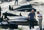 22 long-finned pilot whales have died after coming ashore on the Manon beach, north of La Coruna, Galicia today. Conservationists and authorities battled to save the animals, and now a mystery surrounds why they beached in the first place