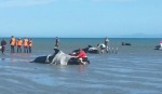 SAD SIGHT: Whales which restranded on Farewell Spit this afternoon. Project Jonah