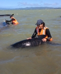 Project Jonah volunteers refloat whales off Farewell Spit on Saturday.