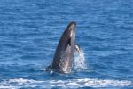 False killer whales normally live in waters more than 200 metres deep.