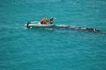 RESEARCH : SARDI Researchers chase whales to exhaustion.