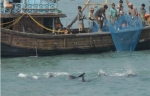 The undated photo shows dolphins playing near a trawler of the fishermen who are catching fishes at the Swatch of No Ground