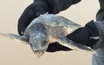 One of two Kemp’s ridley turtles found in Cumbria and Merseyside, 5,000 miles from their home in the Gulf of Mexico. Photo: Wildlife Trust
