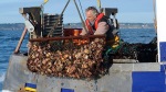 A French fisherman unloads scallops from a net during scallop fishing. (AFP Photo/Fred Tanneau)