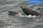 Footage catches Bottlenose Dolphin attack Porpoise in Cardigan Bay